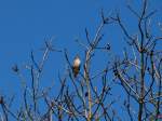 Es ist Fr�hling, der erste warme Tag, die Drosseln singen ...