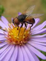 Fliege auf Herbstblume; 12.09.2007
   ...