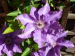 Waldrebe (Clematis); 29.05.2009
   ...