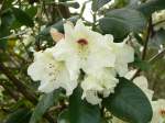 Marburg-Biedenkopf Rhododendron im Botanischen Garten von Marburg, Pfingsten 2009