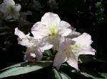 Marburg-Biedenkopf Rhododendron im Botanischen Garten von Marburg, Pfingsten 2009
