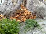 Stralsund Baumschw�mme an einer Baumwurzel