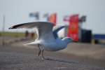 Nordseek�ste Und Abflug! M�we in B�sum. 30.5.09