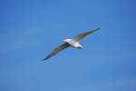 Nordseek�ste M�we in B�sum. 30.05.09