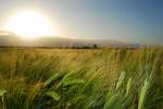 Bl�ten- und Kleinpflanzen Kornfeld eine Stunde nach Sonnenaufgang. 03.06.09