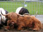 S�ugetiere Hochlandrind des Circus L.Knie g�nnt sich eine Pause; 090606