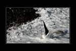 V�gel, Wasserv�gel M�we in der Brandung des �rmelkanals, Cadgwith Cornwall UK