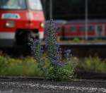 Wiesbaden Grenzg�nger, botanischer Garten oder Hauptbahnhof?