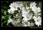 Bl�ten- und Kleinpflanzen Mauerbl�mchen in Cornwall, England