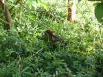 V�gel, Wasserv�gel Eine junge Amsel macht zum ersten Mal in ihrem Leben Bekanntschaft mit einer Kirsche.