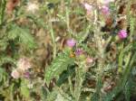 Insekten und Spinnen Marienk�fer auf gro�er Reise