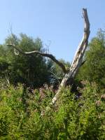 Nordwestmecklenburg Hier ist die Zeit wirklich stehen geblieben. Der Baum steht in einem winzigen Moorgebiet. Die Aufnahme ist im Sommer 2008 bei Beckerwitz entstanden.