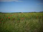 Inseln R�gen und Hiddensee Der Mohn seine Bl�tezeit beginnt.Aufgenommen bei Bergen/R�gen.