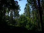 Inseln R�gen und Hiddensee Im Wald bei Bergen/R�gen.
