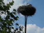 Inseln R�gen und Hiddensee Storchennest bei Bergen/R�gen.