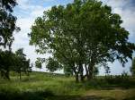 Inseln R�gen und Hiddensee Landschaft bei Bergen/R�gen.