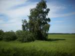 Inseln R�gen und Hiddensee Baum-und Feldlandschaft bei Bergen/R�gen.