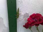 Stralsund das ist nicht in irgenwelchen S�dstaaten sondern in Stralsund

September 2008 in Opas Garten, die Rose dient als Gr��envergleich zur Heuschrecke, die war lebich!