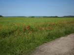 Inseln R�gen und Hiddensee Bl�hende Mohnlandschaft bei Bergen/R�gen.