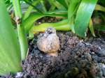 Schnecken | Weichtiere M�hsam hat die Weinbergschnecke zur Eierablage einen Erdkanal geschaffen;090618