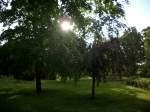 Inseln R�gen und Hiddensee Die Abendsonne scheint zwischen den B�umen hindurch.Aufgenommen in Bergen/R�gen.