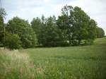 Inseln R�gen und Hiddensee B�ume und Feld bei Bergen/R�gen.