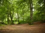 Inseln R�gen und Hiddensee Der 'Raddas'(Bezeichnung f�r ein Waldgebiet in Bergen/R�gen).