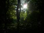 Inseln R�gen und Hiddensee Abendstimmung im Wald bei Bergen/R�gen.
