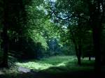 Inseln R�gen und Hiddensee Eine Waldlichtung bei Bergen/R�gen.