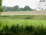 Mohnfeld in Gro�aga 01.07.09 ...  Kai Gl��er 02.07.2009