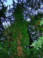 Urwald....
Bremerv�rde    ...  Frank Kropp 18.07.2009