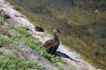 Entenmutter und K�ken machen ...  Pascal O. 24.08.2009
