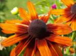 Diverses Blume im Garten von Schloss Sch�nbrunn in Wien am 14.08.09