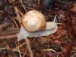 Eifel �ber Stock und Stein, eine Schnecke im Gleisbett der Vennbahn bei Walheim. 