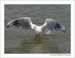 Ganz sch�n dynamisch... M�we ...  Marina Frintrop 28.08.2009