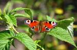Insekten und Spinnen Tagpfauenauge auf Himbeerpflanze, fotografiert am 05.08.09.