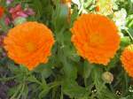 Stadtverband Hier ist die Ringelblume zu sehen. Sie geh�rt ebenfalls zur Bepflanzung des Deutsch Franz�sichen Garten in Saarbr�cken.