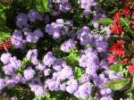 Stadtverband Auch dieses Foto stammt aus dem Deutsch Franz�sichen Garten Saarbr�cken.
