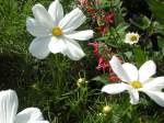 Stadtverband Auch diese sch�ne Blume ist im Deutsch Franz�sichen Garten in Saarbr�cken zu sehen.