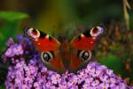 Insekten und Spinnen Ein Tagpfauenauge auf einem Schmetterlingsflieder.