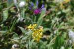Bl�ten- und Kleinpflanzen Blumen in den Alpen...
