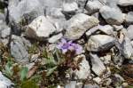 Bl�ten- und Kleinpflanzen Alpenblumen (I) - Sorte unbekannt