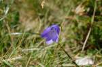 Bl�ten- und Kleinpflanzen Alpenblumen (II) - Scheuchzers Glockenblume -> Campanula scheuchzeri