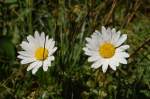 Bl�ten- und Kleinpflanzen Alpenblumen (IV) - Margerite 