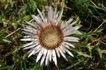 Bl�ten- und Kleinpflanzen Alpenblumen (VI) - Silberdistel -> Carlina acaulis