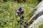 Bl�ten- und Kleinpflanzen Alpenblumen (VII) - Blauer Eisenhut -> Aconitum napellus