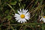 Bl�ten- und Kleinpflanzen Alpenblumen (VIII) - Margerite 