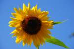 Bl�ten- und Kleinpflanzen Sommer!