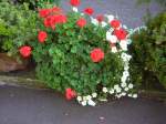 Stadtverband Diese sch�nen Blumen sind auch in Ensheim-Saar zu sehen.