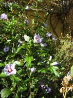 Stadtverband Auf diesem Foto ist ein Hibiscus zu sehen. Das Foto wurde in Ensheim-Saar aufgenommen.